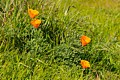 California poppies