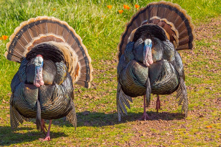 Wild Turkeys