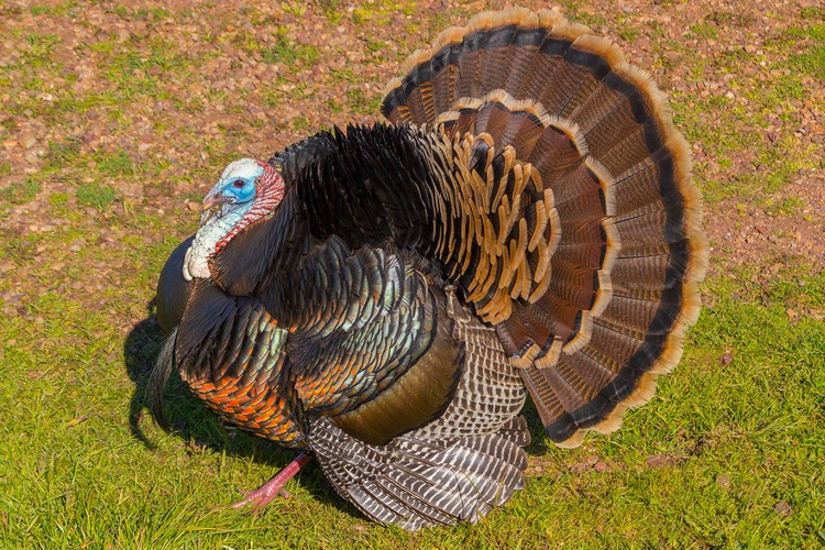 Wild Turkey