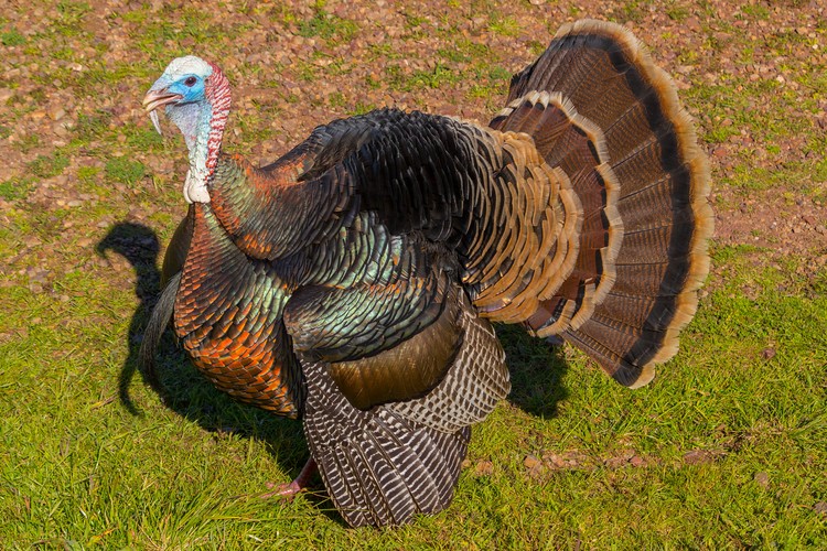 Wild Turkey