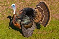 Wild Turkey