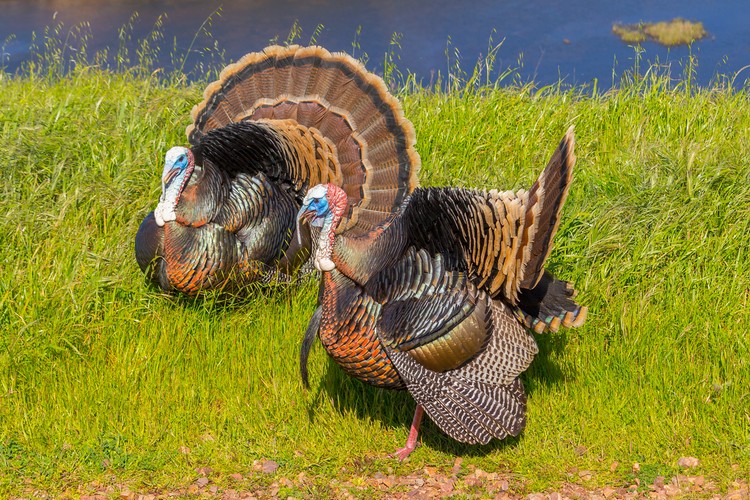 Wild turkeys