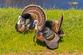 Wild turkeys