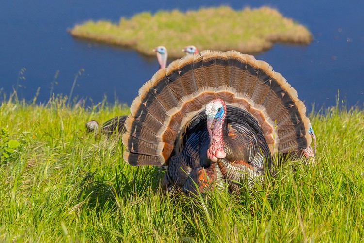 Wild turkey