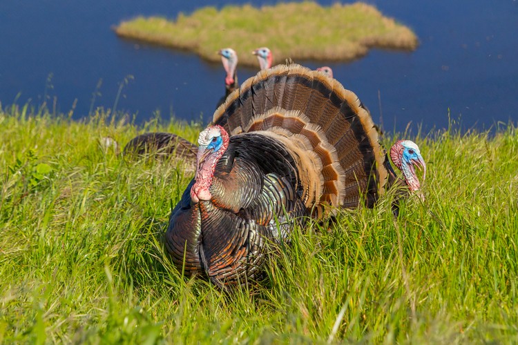 Wild turkey