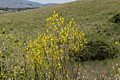 Field Mustard