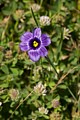 Blue-eyed Grass