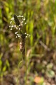 English Plantain