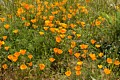 California Poppies