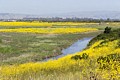 Freshwater marsh