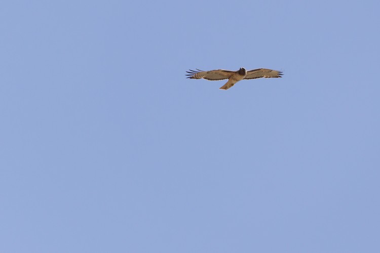 Red-tailed Hawk