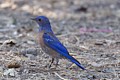 Western Bluebird - male