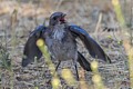 Scrub Jay - juvenile