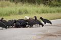 Bald Eagle competing with vultures