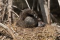 Parent grooming and chicks resting