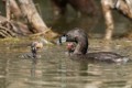 Parent feeding chicks