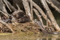 Parent brings food to the nest