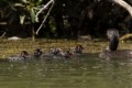 Chicks following parent