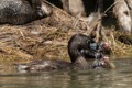 Parent feeding chicks