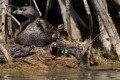 Parent brings food to the nest