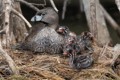 Lakeshore Park Grebes - June, 2017