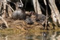 Chicks retreating to parent in nest