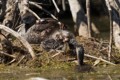 Chicks eating