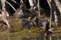 Chicks eating