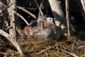 Parent and chicks resting