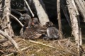 Parent and chicks resting