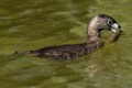 Lakeshore Park Grebes - May, 2017