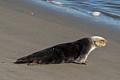 California Sea Otter raft