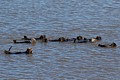 California Sea Otters - Moss Landing