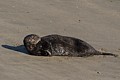 California Sea Otters - Moss Landing