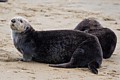 California Sea Otters - Moss Landing