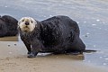 California Sea Otters - Moss Landing