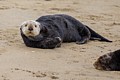 California Sea Otters - Moss Landing