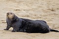 California Sea Otters - Moss Landing