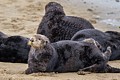 California Sea Otters - Moss Landing