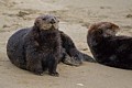 California Sea Otters - Moss Landing