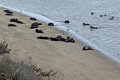 California Sea Otters - Moss Landing