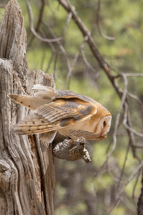 Barn Owl (captive)