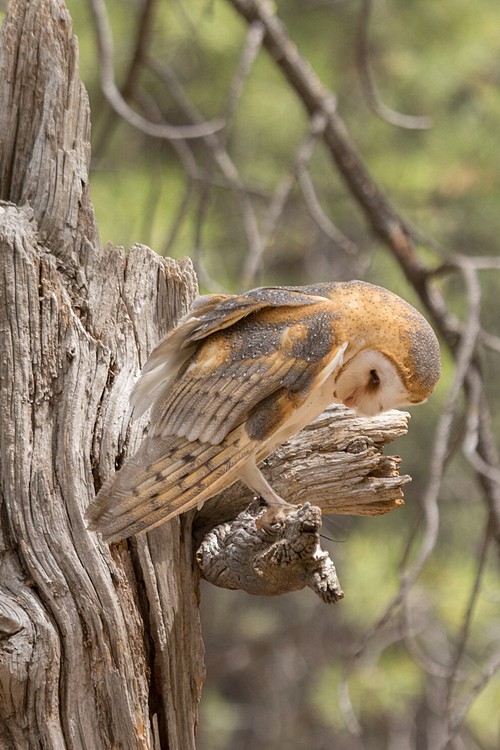 Barn Owl (captive)
