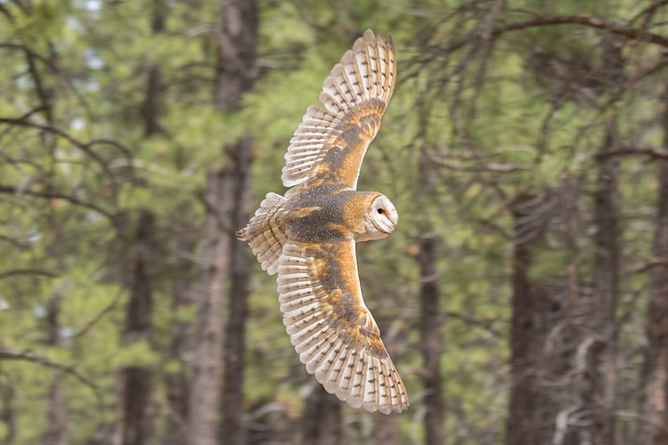 Barn Owl (captive)