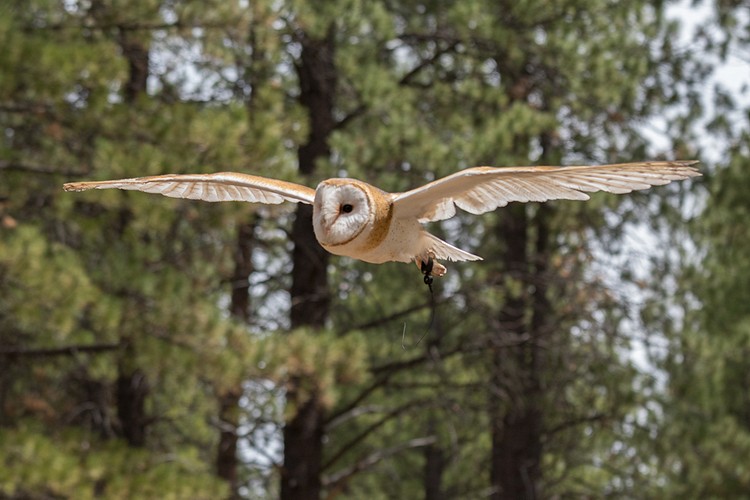 Barn Owl (captive)