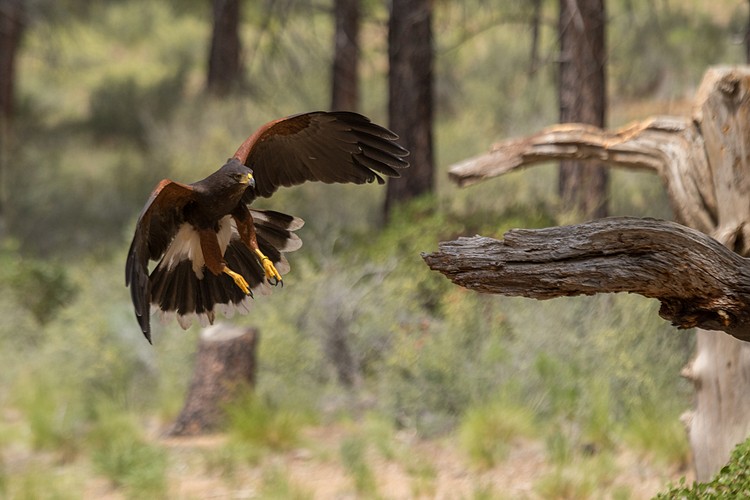 Harris�s Hawk (captive)