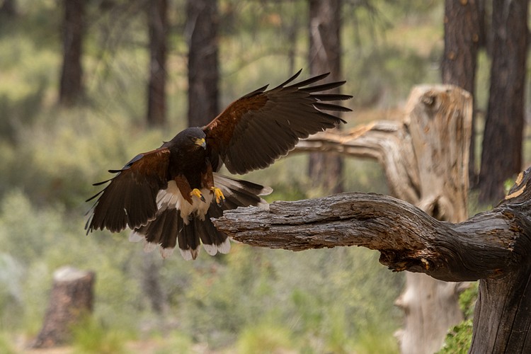 Harris�s Hawk (captive)