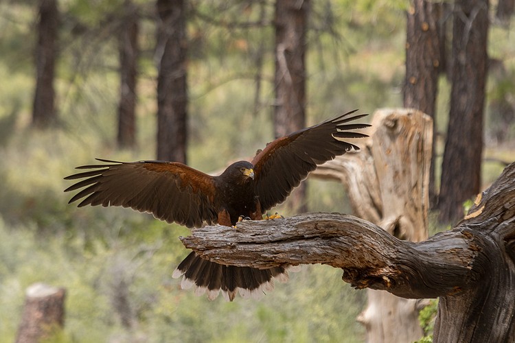 Harris�s Hawk (captive)