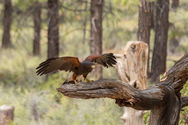 Harris�s Hawk (captive)