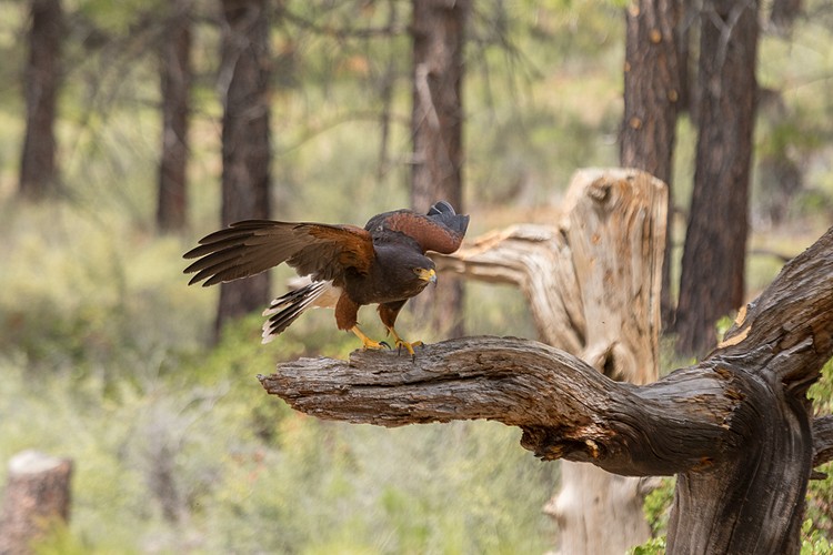 Harris�s Hawk (captive)